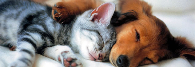 Tierarztpraxis Dr. Mohr